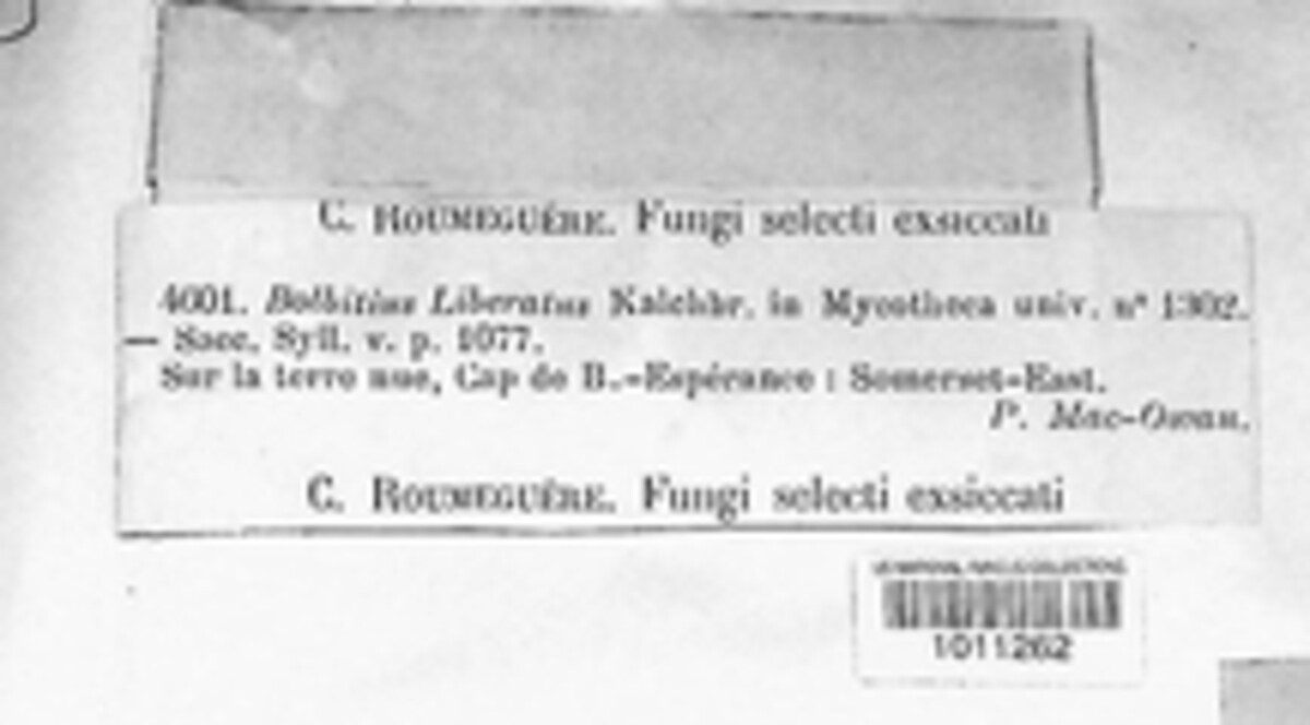 Agrocybe liberata image